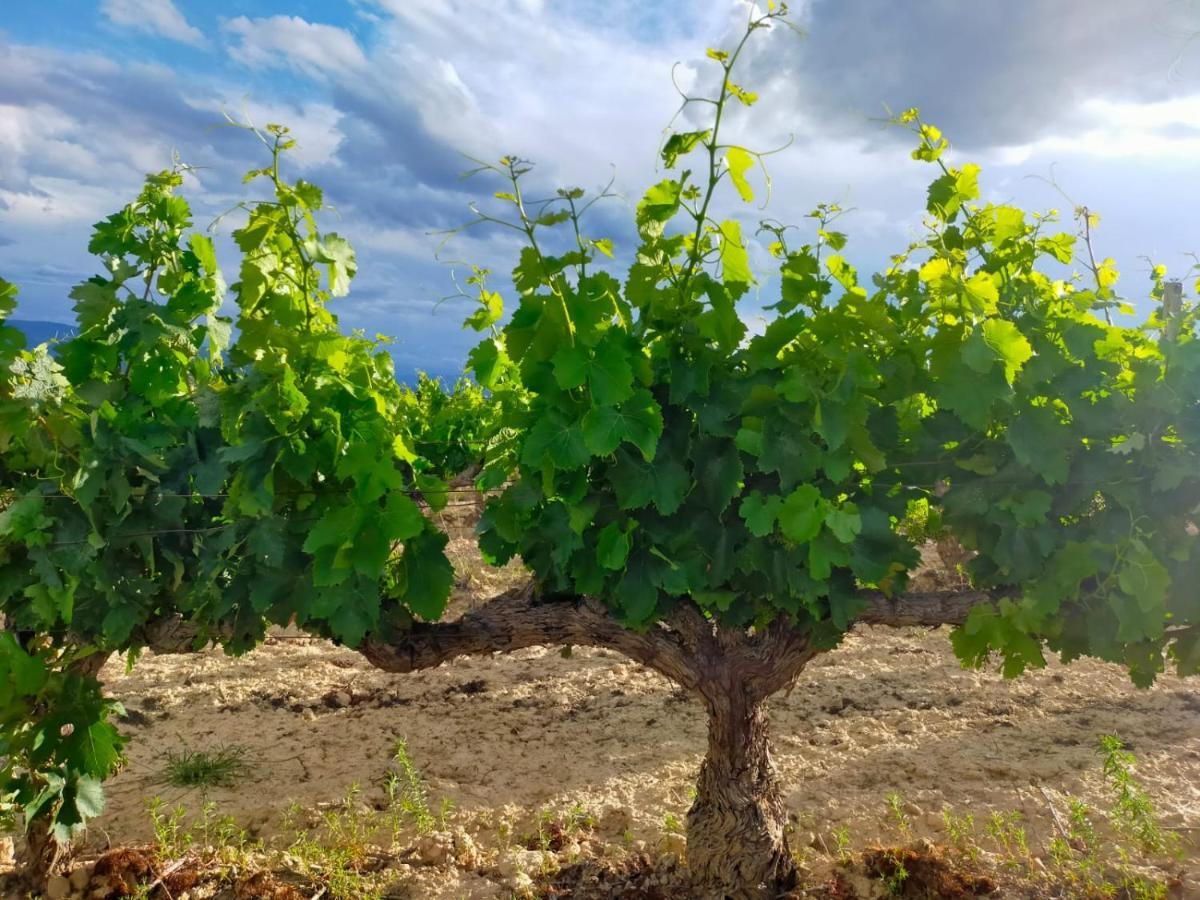 La Puerta Al Centro De Logrono Vino Crianza Y Desayuno Incluidos Διαμέρισμα Εξωτερικό φωτογραφία